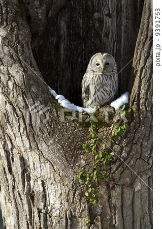 エゾフクロウ 9391763