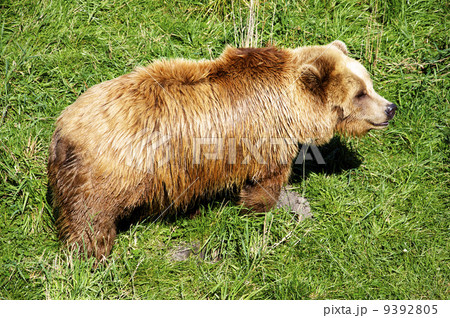 Brown Bear 9392805
