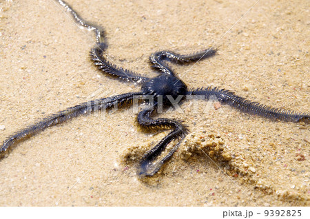 Brittle Star 9392825
