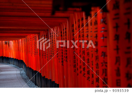 伏見稲荷大社　千本鳥居 9393539