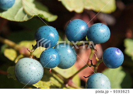 ノブドウの実 ノブドウの実 9393625