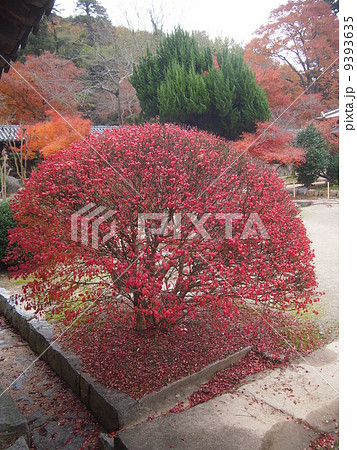 岡山市近水園の紅葉 岡山市近水園の紅葉 9393635