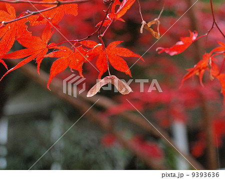 岡山市近水園の紅葉 岡山市近水園の紅葉 9393636