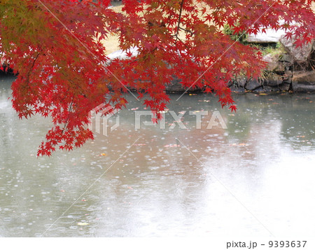 岡山市近水園の池を彩る紅葉 岡山市近水園の池を彩る紅葉 9393637