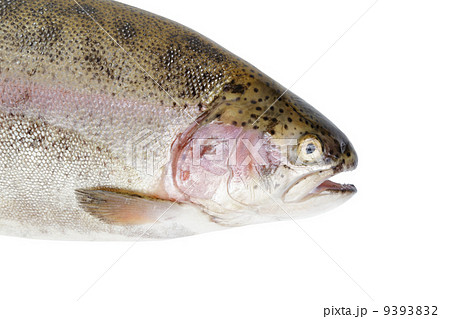 fresh whole trout fish face 9393832