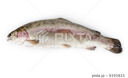 fresh whole trout fish 9393833