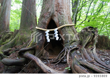 戸隠神社 9393869