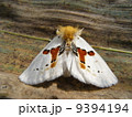 蛾　moth 9394194