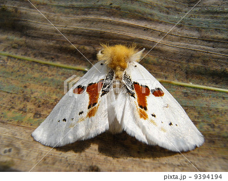 蛾 moth 蛾 moth 9394194