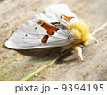 蛾　moth 9394195