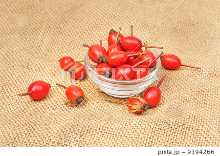 ROSA CANINA - DOG ROSE PLANT on burlap  background 9394266