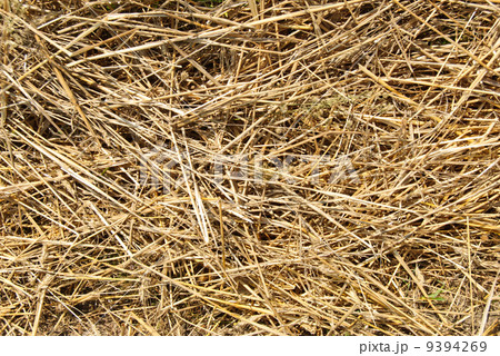 Close up hay straw stack texture, agriculture background 9394269