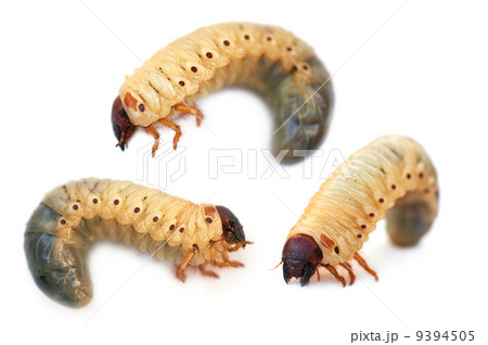 larva the rhinoceros of the bug 9394505