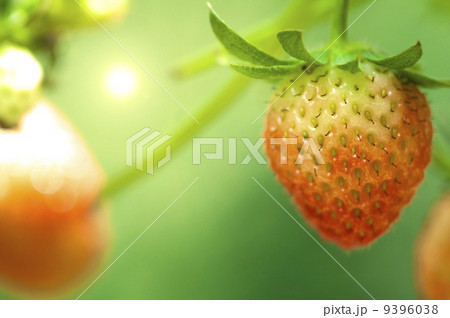 strawberry 9396038