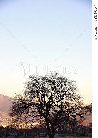 坂城町南条から見た朝焼けの白馬連峰と柿木 9396097