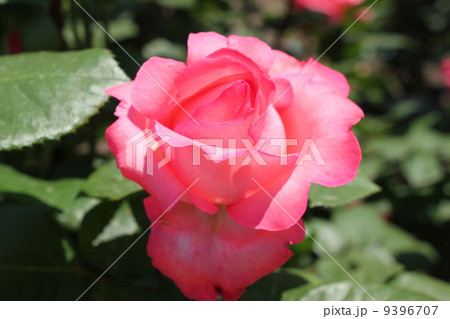赤いバラ 9396707