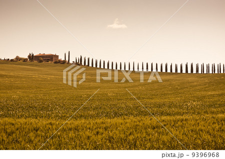 Tuscan farmhouse and cypress trees Tuscan farmhouse and cypress trees 9396968