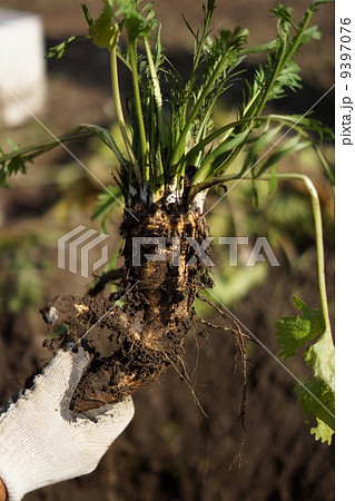 ホースラディッシュ 9397076