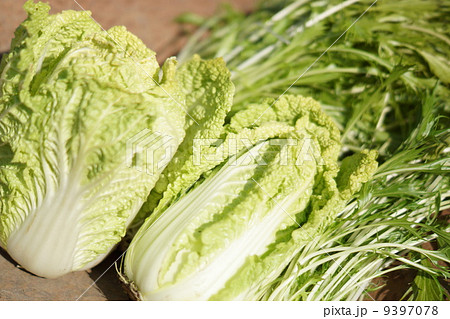 冬野菜 9397078