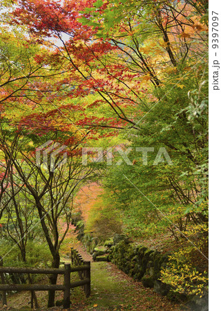 安居渓谷の紅葉 9397097