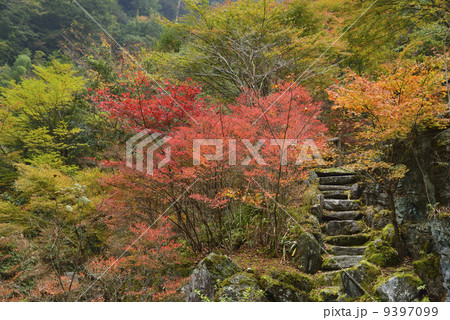 安居渓谷の紅葉 9397099