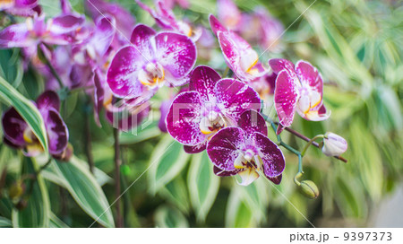 Big bunch of orchid flower 9397373