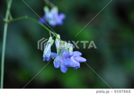 ナンテンハギ 9397668