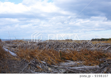 河口に集まった流木 9398107