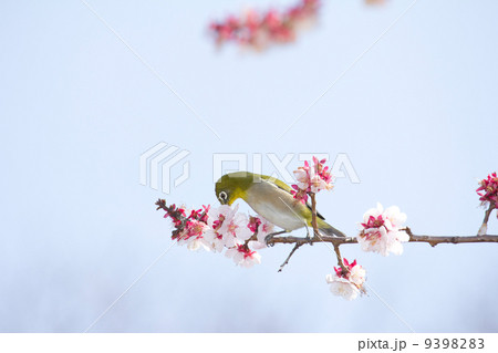梅の花を啄むメジロ 9398283
