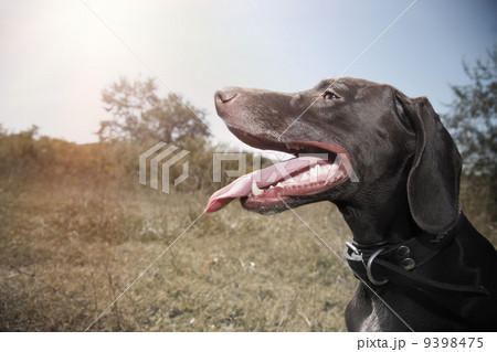 German pointer 9398475