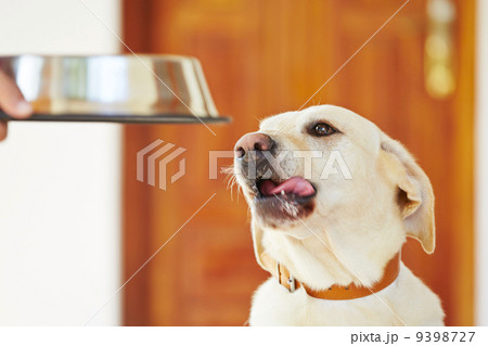 Hungry dog 9398727