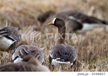 カリガネ カリガネ 9398807