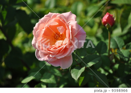 一輪のフランシスブレーズの花 一輪のフランシスブレーズの花 9398966
