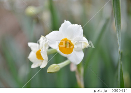 水仙の花 9399414