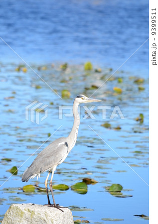 池のアオサギ! 池のアオサギ! 9399511