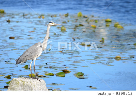 池のアオサギ！ 9399512