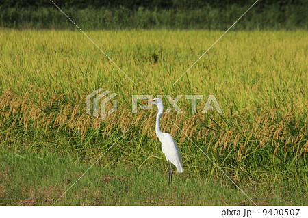 実りの田んぼで、出来を見るシロサギ 9400507