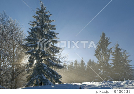 winter forest in sunlight winter forest in sunlight 9400535