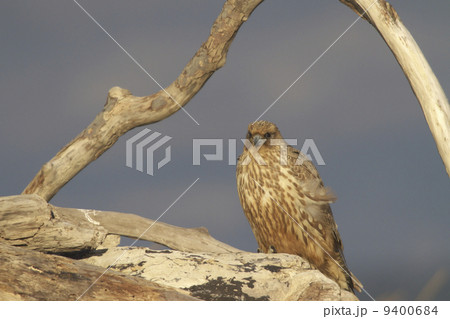 ハヤブサ 9400684