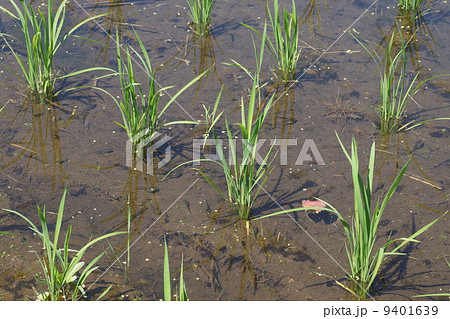 水田のオタマジャクシ 水田のオタマジャクシ 9401639
