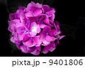 紫陽花 9401806