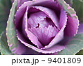 葉牡丹 9401809