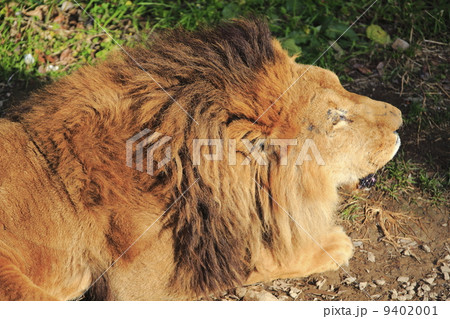ライオン 9402001
