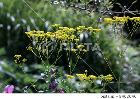 オミナエシ 9402046