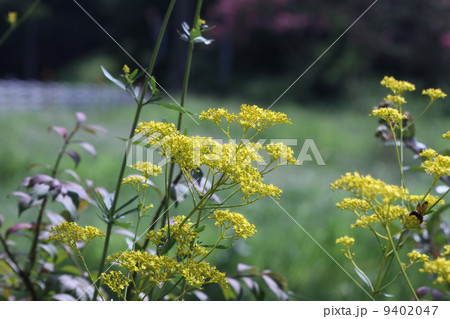 オミナエシ オミナエシ 9402047