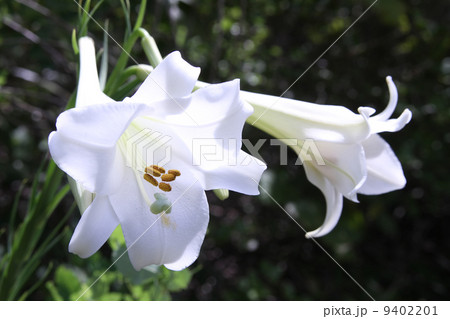 タカサゴユリ 9402201