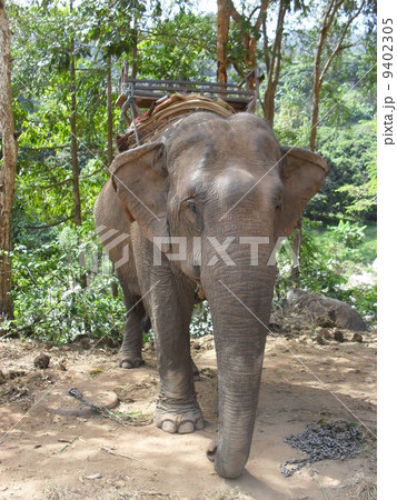 象乗り　タイ 9402305