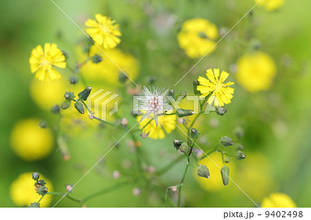 綿毛のある花の写真素材