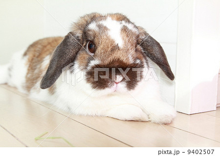 ホーランドロップイヤー 9402507