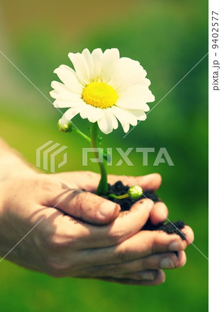 Flower in palm Flower in palm 9402577